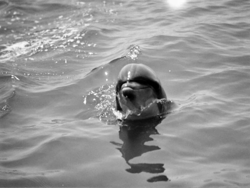 Dolphin Black And White.jpg